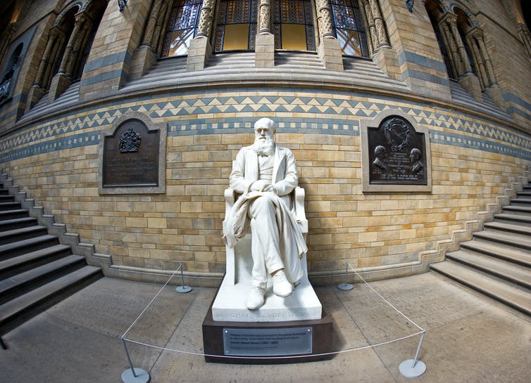 Afbeelding van een standbeeld van Charles Darwin, Natural History Museum.  Londen.