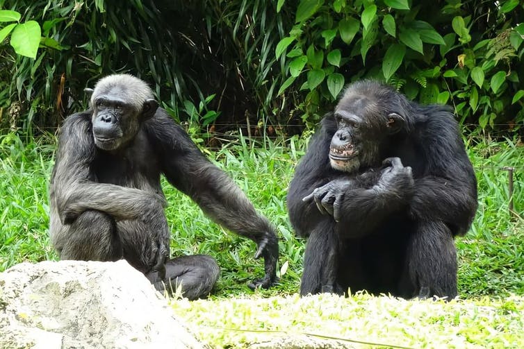 Afbeelding van chimpansees.